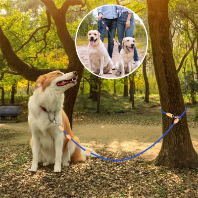 laisse double pour chien robuste