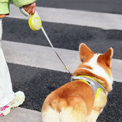 Laisse enrouleur pour chien 3 metre