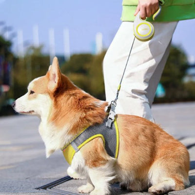 Laisse enrouleur  pour chien automatique