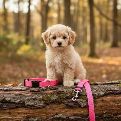 laisse pour chien voiture | Sécurité Ajustable