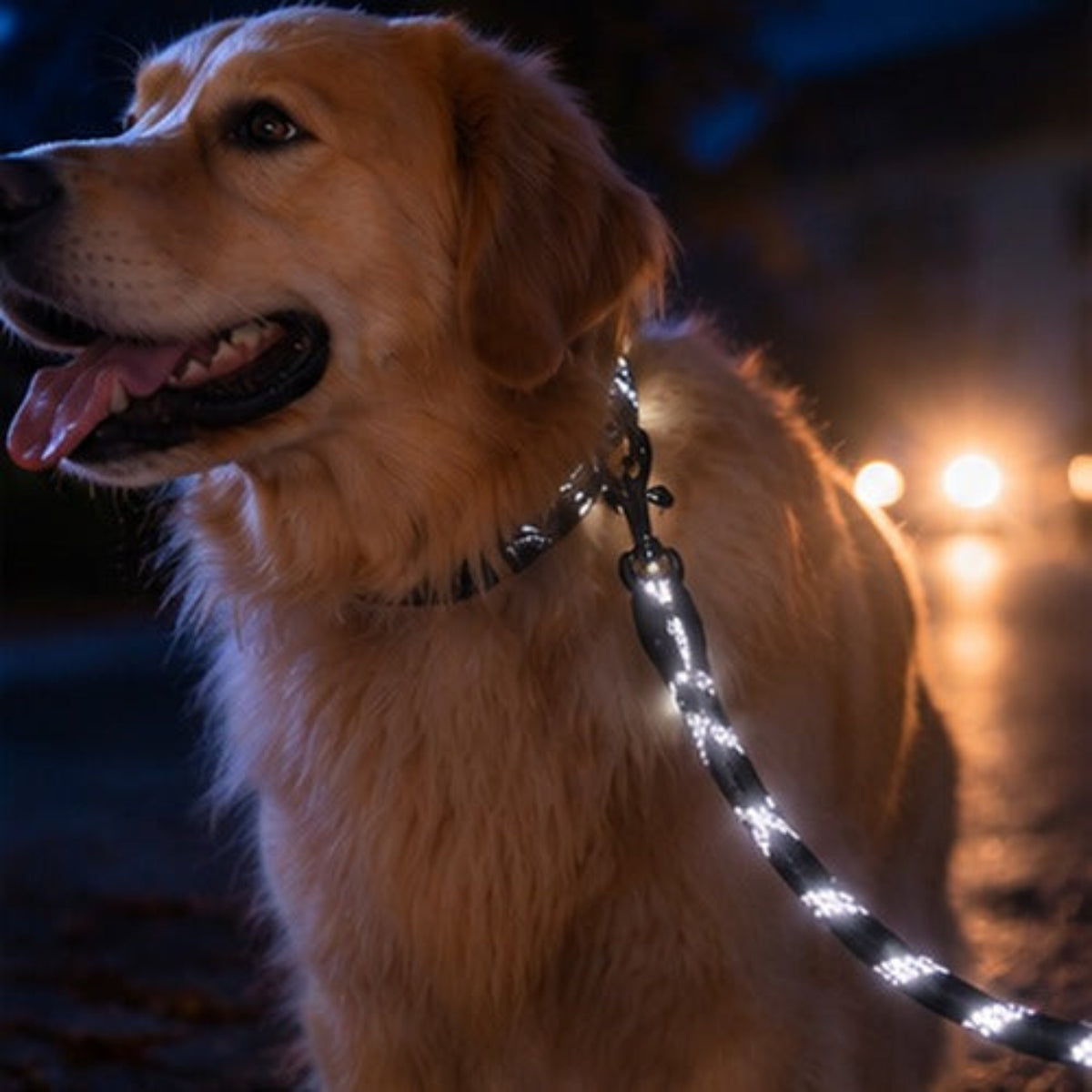 laisse réfléchissante pour chien promenade automnale reflets nuit