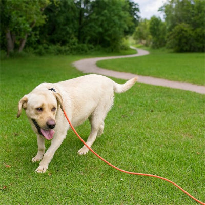 Longe chien en corde d'escalade respectueux de l'environnement crochet supporte force de traction  