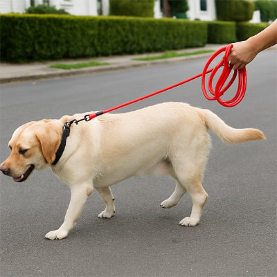Longe chien en corde d'escalade respectueux de l'environnement doux
