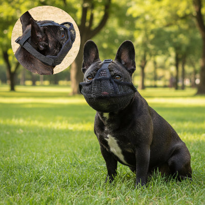 museliere chien a museau court buldog