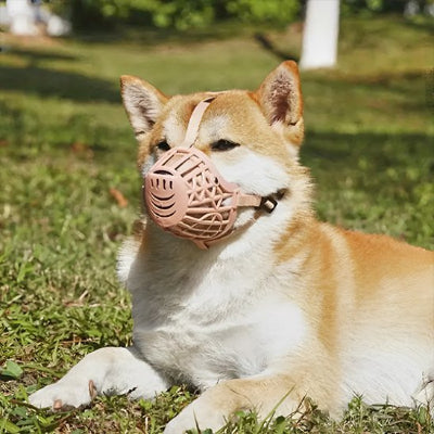 Muselière chien à panier permet d'haleter 