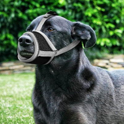 Muselière chien anti-morssure