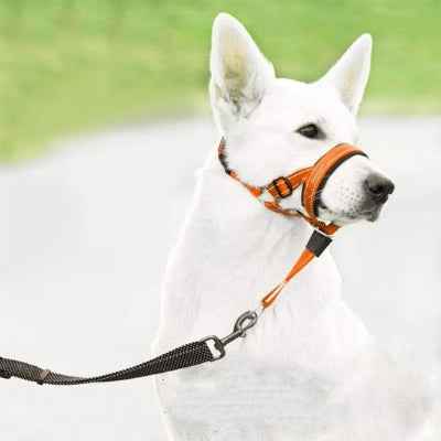 Muselière chien | PawControl Plus