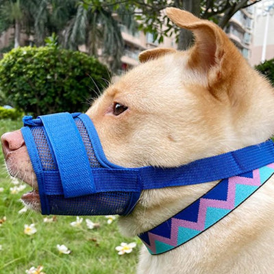 Muselière pour chien en filet en bleue