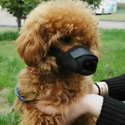 Muselière pour chien en filet 