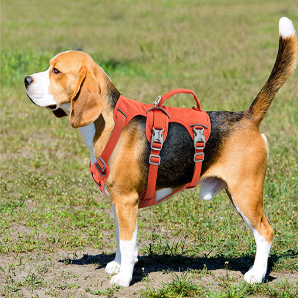 pack promenade harnais orange